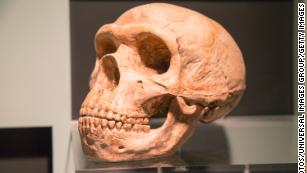 How Neanderthal DNA affects human health -- including the risk of getting Covid-19