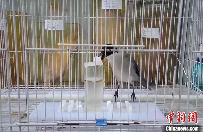 通过目测和分析,灰喜鹊选择了适量物块投入水中。 被采访者供图 摄 通过目测和分析,灰喜鹊选择了适量物块投入水中。 被采访者供图 摄