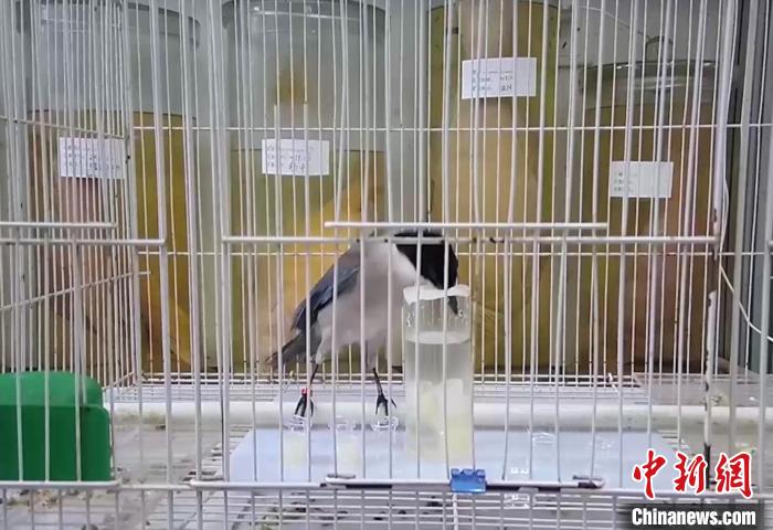 灰喜鹊在尝试使用不同物块让水面上升。 被采访者供图 摄 灰喜鹊在尝试使用不同物块让水面上升。 被采访者供图 摄