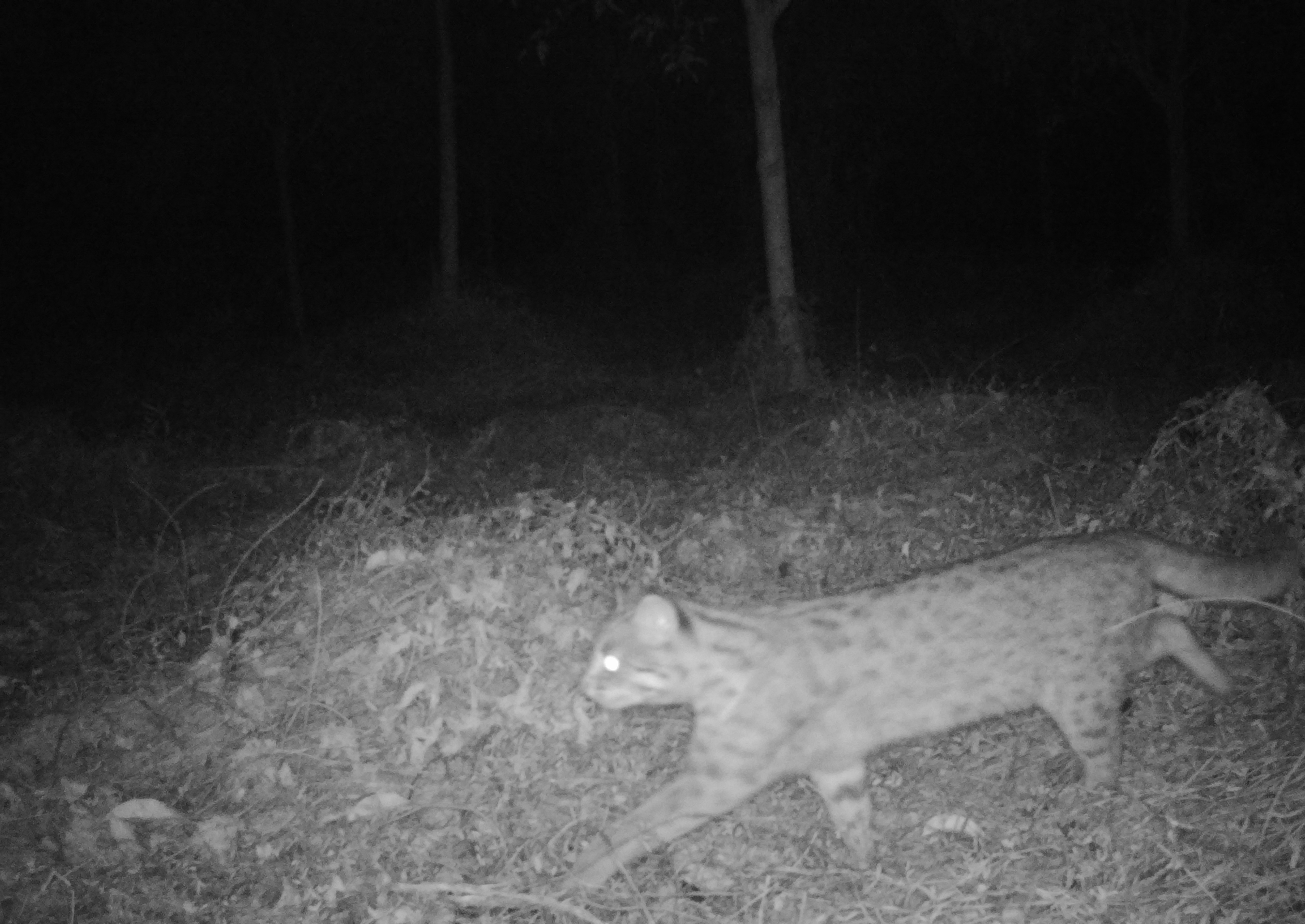 江苏省生态环境质量指示物种豹猫