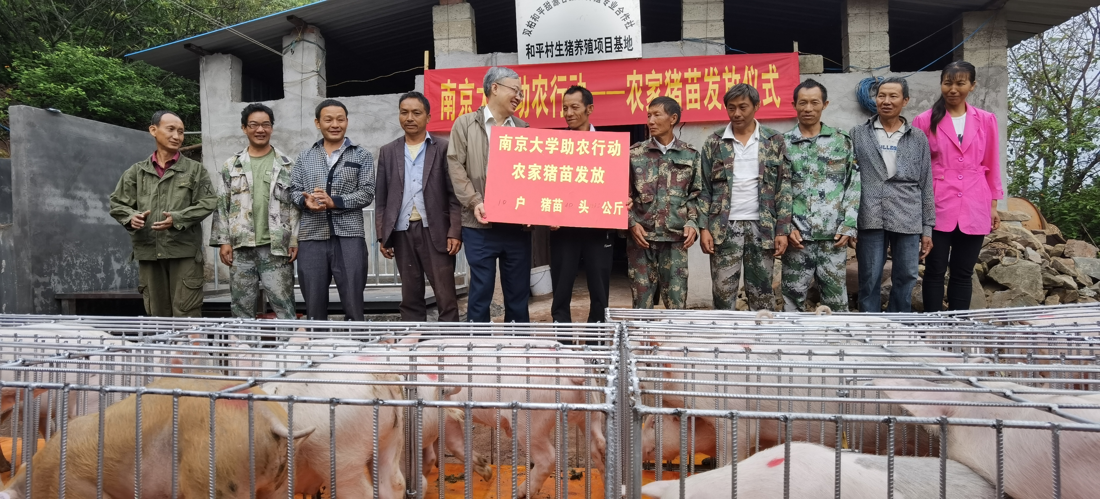 为和平村建档立卡贫困户发放猪苗领取牌