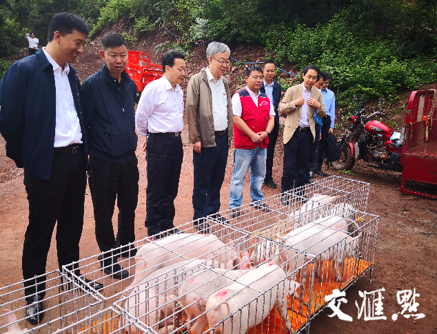 现场调研生猪养殖项目农家猪苗发放点 现场调研生猪养殖项目农家猪苗发放点
